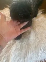 Puppy 5, a male Shihpoo for sale in Madison Heights, VA – Photo 1 of 4