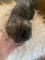 Puppy 5, a male Shihpoo for sale in Madison Heights, VA – Photo 2 of 4