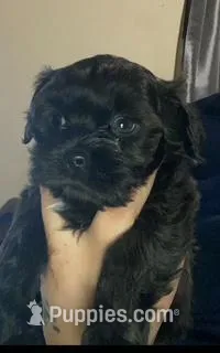 Puppy 4 – Shihpoo puppy for sale in Madison Heights, VA