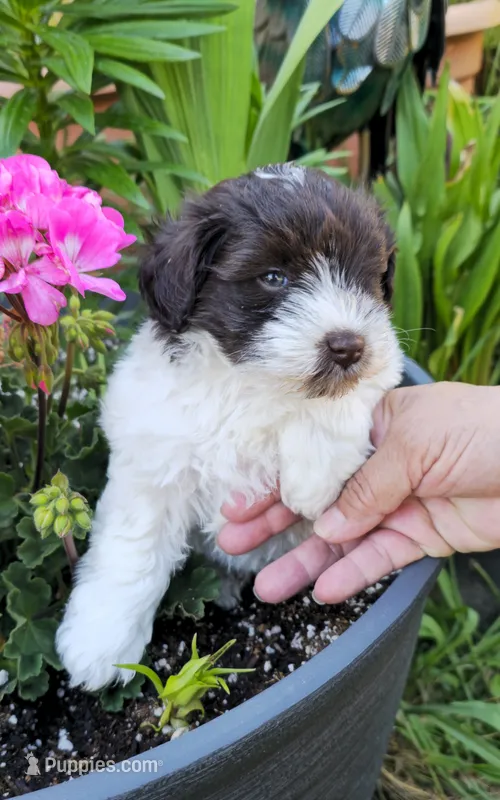 Akc Emma – Miniature Schnauzer puppy for sale in Willow Creek, CA