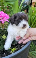 Akc Emma, a female Miniature Schnauzer for sale in Willow Creek, CA – 1 of 5