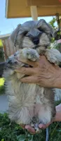 Akc Mabel PRICE REDUCED!, a female Miniature Schnauzer for sale in Willow Creek, CA – 3 of 10