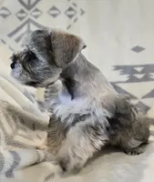 Akc Mabel PRICE REDUCED!, a female Miniature Schnauzer for sale in Willow Creek, CA – 4 of 10