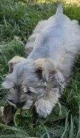 Akc Mabel PRICE REDUCED!, a female Miniature Schnauzer for sale in Willow Creek, CA – 1 of 10