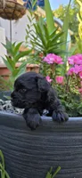 Akc Ethan, a male Miniature Schnauzer for sale in Willow Creek, CA – 3 of 5