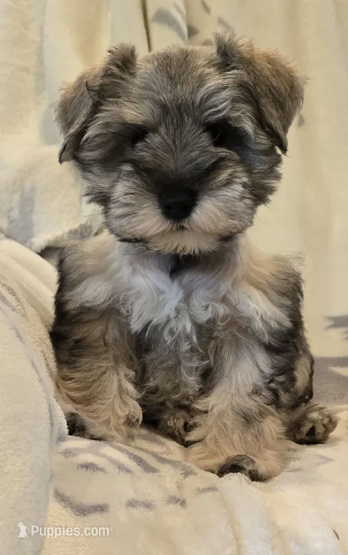 Akc Mabel PRICE REDUCED! – Miniature Schnauzer puppy for sale in Willow Creek, CA