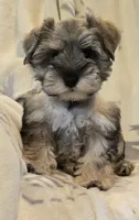 Akc Mabel PRICE LOWERED, a female Miniature Schnauzer for sale in Willow Creek, CA – 1 of 8