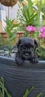 Akc Ethan, a male Miniature Schnauzer for sale in Willow Creek, CA – 2 of 5