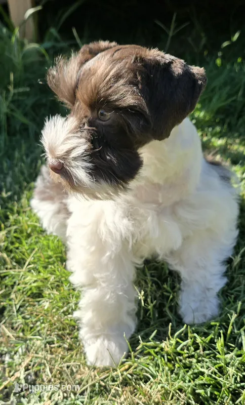 Akc Emma PRICE LOWERED – Miniature Schnauzer puppy for sale in Willow Creek, CA