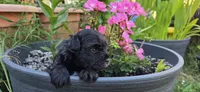 Akc Ethan, a male Miniature Schnauzer for sale in Willow Creek, CA – 4 of 5