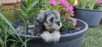 Akc Mabel, a female Miniature Schnauzer for sale in Willow Creek, CA – 4 of 5
