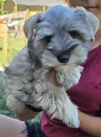 Akc Mabel PRICE REDUCED!, a female Miniature Schnauzer for sale in Willow Creek, CA – 2 of 10