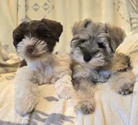 Akc Mabel PRICE LOWERED, a female Miniature Schnauzer for sale in Willow Creek, CA – 5 of 8