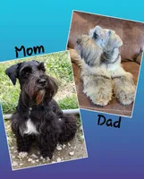 Akc Mabel, a female Miniature Schnauzer for sale in Willow Creek, CA – 5 of 5