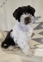 Akc Emma PRICE REDUCED!, a female Miniature Schnauzer for sale in Willow Creek, CA – 4 of 10