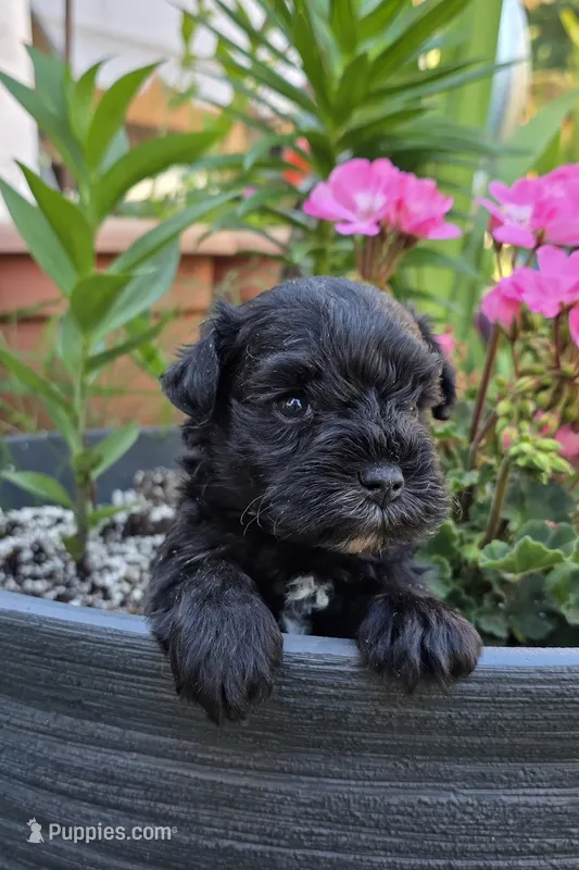 Akc Ethan – Miniature Schnauzer puppy for sale in Willow Creek, CA