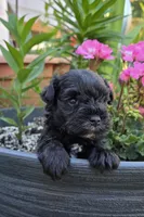 Akc Ethan, a male Miniature Schnauzer for sale in Willow Creek, CA – 1 of 5