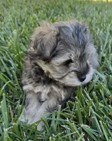 Akc Mabel PRICE REDUCED!, a female Miniature Schnauzer for sale in Willow Creek, CA – 8 of 10