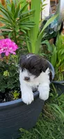Akc Emma, a female Miniature Schnauzer for sale in Willow Creek, CA – 4 of 5