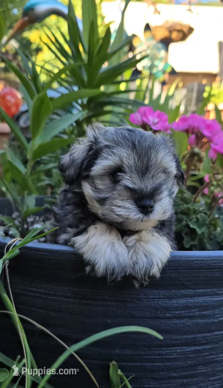 Akc Mabel – Miniature Schnauzer puppy for sale in Willow Creek, CA