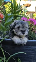 Akc Mabel, a female Miniature Schnauzer for sale in Willow Creek, CA – 1 of 5