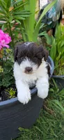 Akc Emma, a female Miniature Schnauzer for sale in Willow Creek, CA – 3 of 5
