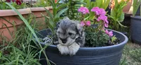 Akc Mabel, a female Miniature Schnauzer for sale in Willow Creek, CA – 3 of 5