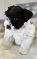 Akc Emma PRICE REDUCED!, a female Miniature Schnauzer for sale in Willow Creek, CA – 6 of 10