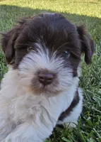 Akc Emma PRICE REDUCED!, a female Miniature Schnauzer for sale in Willow Creek, CA – 7 of 10