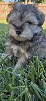 Akc Mabel PRICE REDUCED!, a female Miniature Schnauzer for sale in Willow Creek, CA – 5 of 10