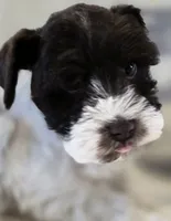 Akc Emma PRICE REDUCED!, a female Miniature Schnauzer for sale in Willow Creek, CA – 5 of 10
