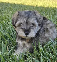 Akc Mabel PRICE REDUCED!, a female Miniature Schnauzer for sale in Willow Creek, CA – 7 of 10