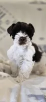Akc Emma PRICE REDUCED!, a female Miniature Schnauzer for sale in Willow Creek, CA – 2 of 10