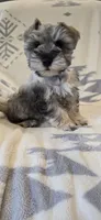 Akc Mabel PRICE REDUCED!, a female Miniature Schnauzer for sale in Willow Creek, CA – 6 of 10