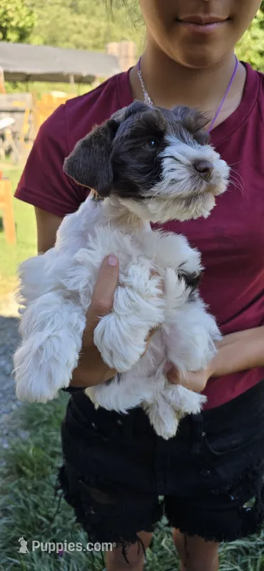 Akc Emma PRICE REDUCED! – Miniature Schnauzer puppy for sale in Willow Creek, CA