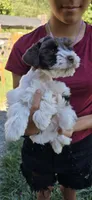 Akc Emma PRICE REDUCED!, a female Miniature Schnauzer for sale in Willow Creek, CA – 1 of 10