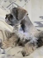 Akc Mabel PRICE REDUCED!, a female Miniature Schnauzer for sale in Willow Creek, CA – 9 of 10