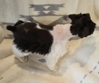 Akc Emma PRICE REDUCED!, a female Miniature Schnauzer for sale in Willow Creek, CA – 8 of 10
