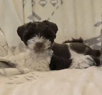 Akc Emma PRICE LOWERED, a female Miniature Schnauzer for sale in Willow Creek, CA – 6 of 9