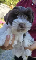 Akc Emma PRICE REDUCED!, a female Miniature Schnauzer for sale in Willow Creek, CA – 3 of 10