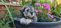 Akc Mabel, a female Miniature Schnauzer for sale in Willow Creek, CA – 2 of 5