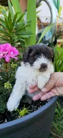 Akc Emma, a female Miniature Schnauzer for sale in Willow Creek, CA – 2 of 5