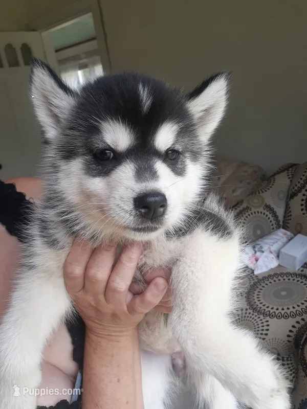 Juno (On Hold for Danielle, Please Contact Us) – Siberian Husky puppy for sale in Reedville, VA