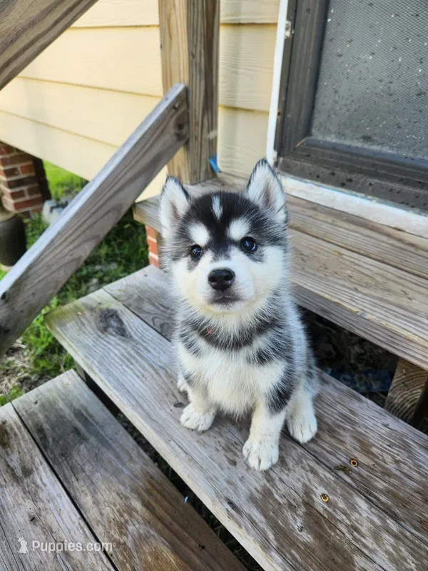 Nova (Girl 2) – Siberian Husky puppy for sale in Reedville, VA