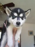 Kira (Girl 4), a female Siberian Husky for sale in Reedville, VA – 1 of 2