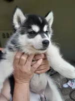 Juno (On Hold for Danielle, Please Contact Us), a female Siberian Husky for sale in Reedville, VA – 3 of 3