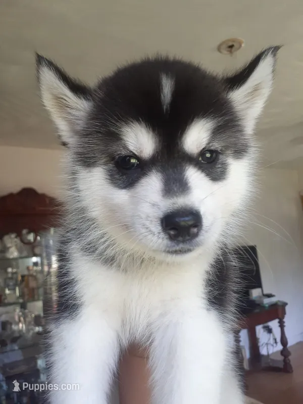 Juno (Girl 3) – Siberian Husky puppy for sale in Reedville, VA