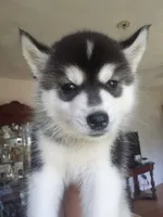 Juno (Girl 3), a female Siberian Husky for sale in Reedville, VA – 1 of 1