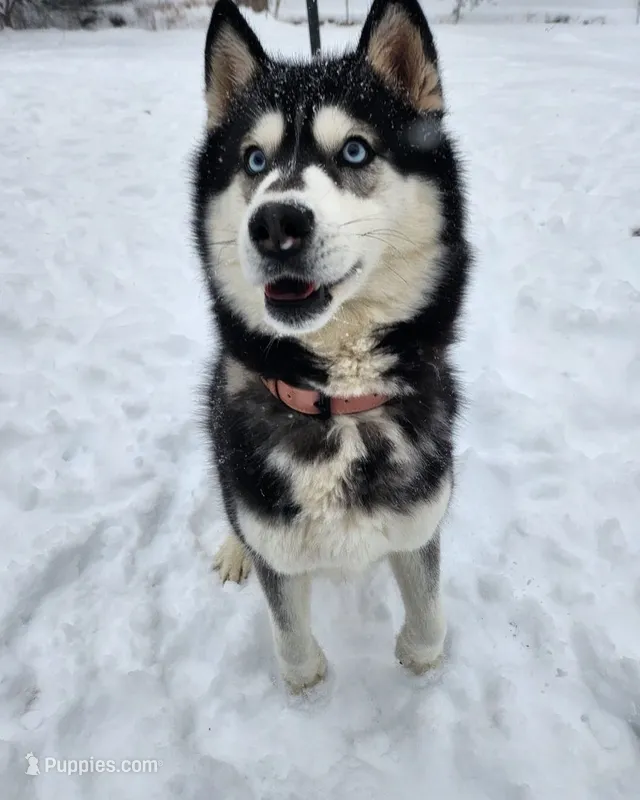 Akyra – Siberian Husky puppy for sale in Reedville, VA