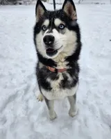 Akyra, a female Siberian Husky for sale in Reedville, VA – 1 of 2